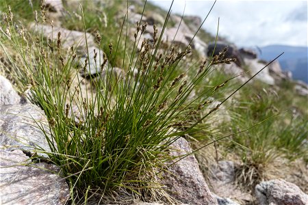 Carex phaeocephala photo