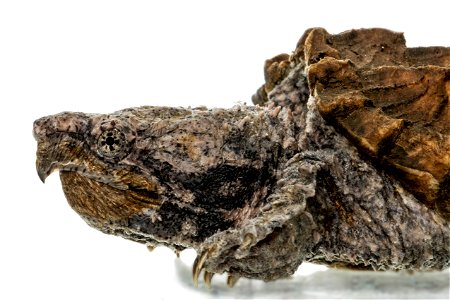 Alligator snapping turtle photo
