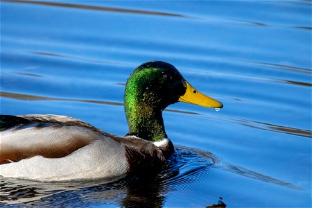Beautiful Duck Swimming photo