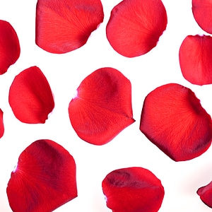 rose petals photo