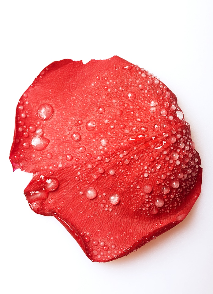 Dew on red rose petal