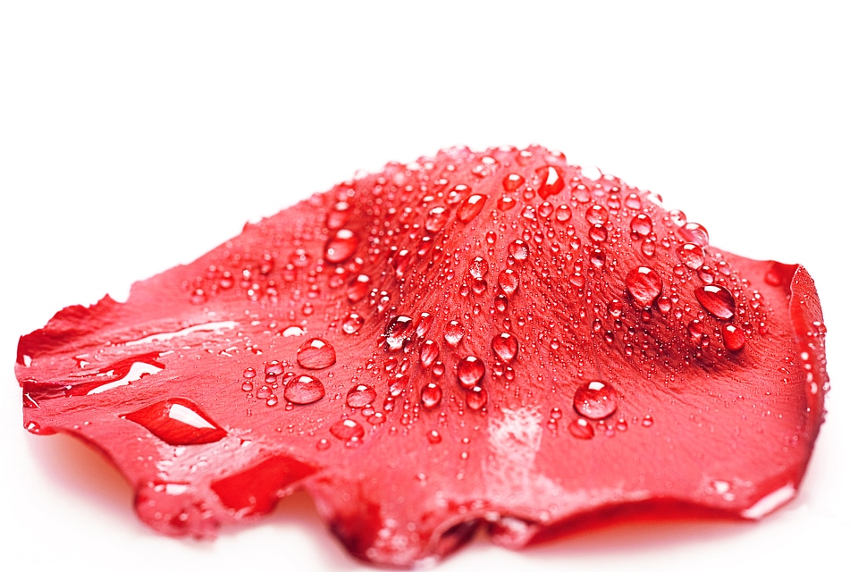 Red rose petal with dew