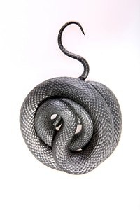 Snake