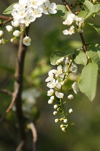 White flowers photo