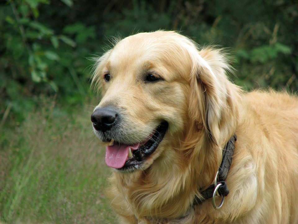 Pet canine close-up