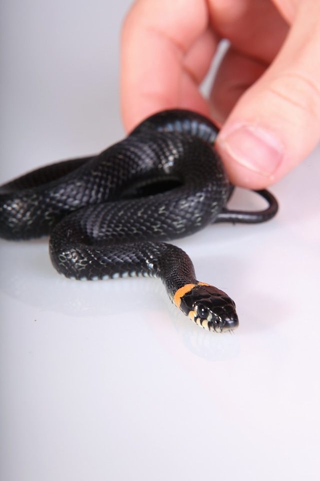 Snake