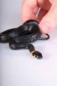 Snake