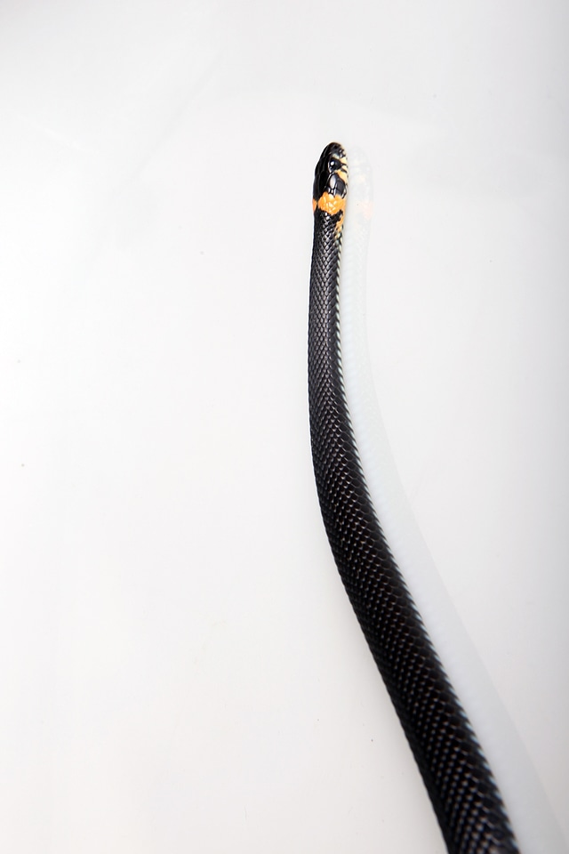 Snake