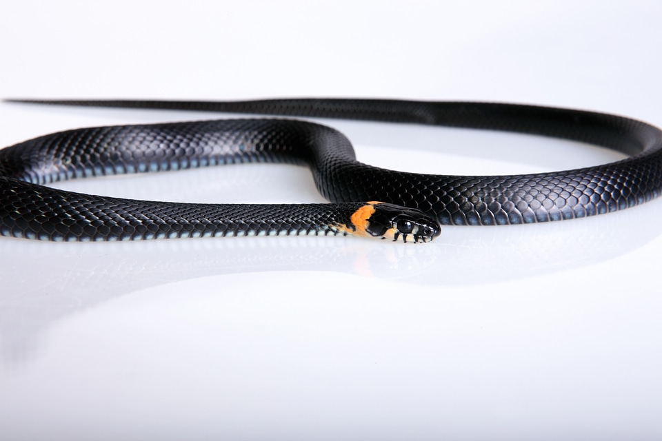 snake