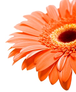 Red gerbera photo