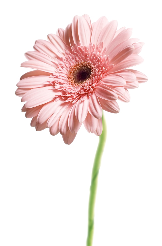 Pink gerbera flower