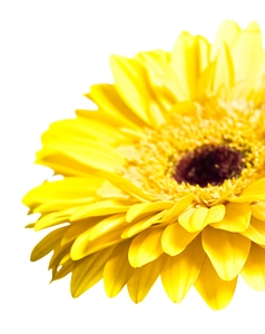 Yellow gerbera flower
