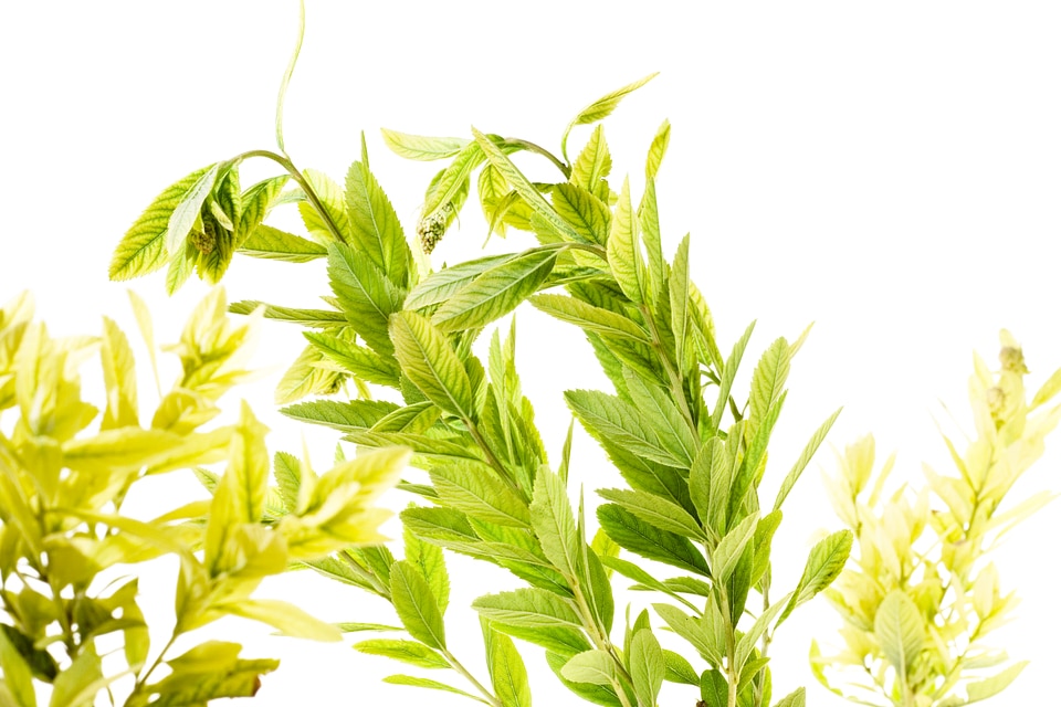 Green Plants