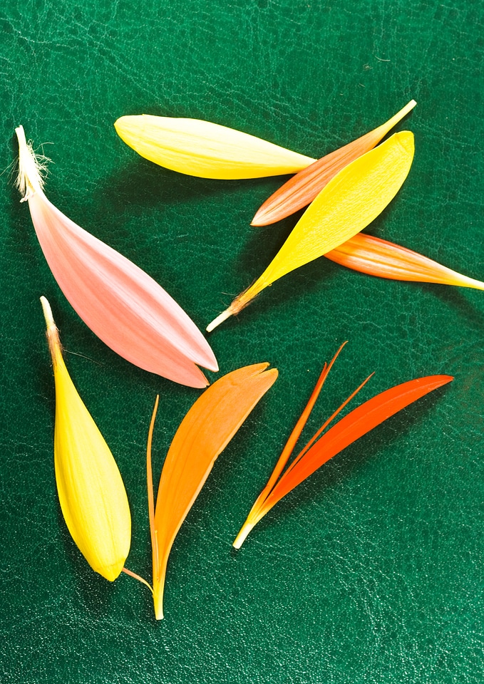 Petals