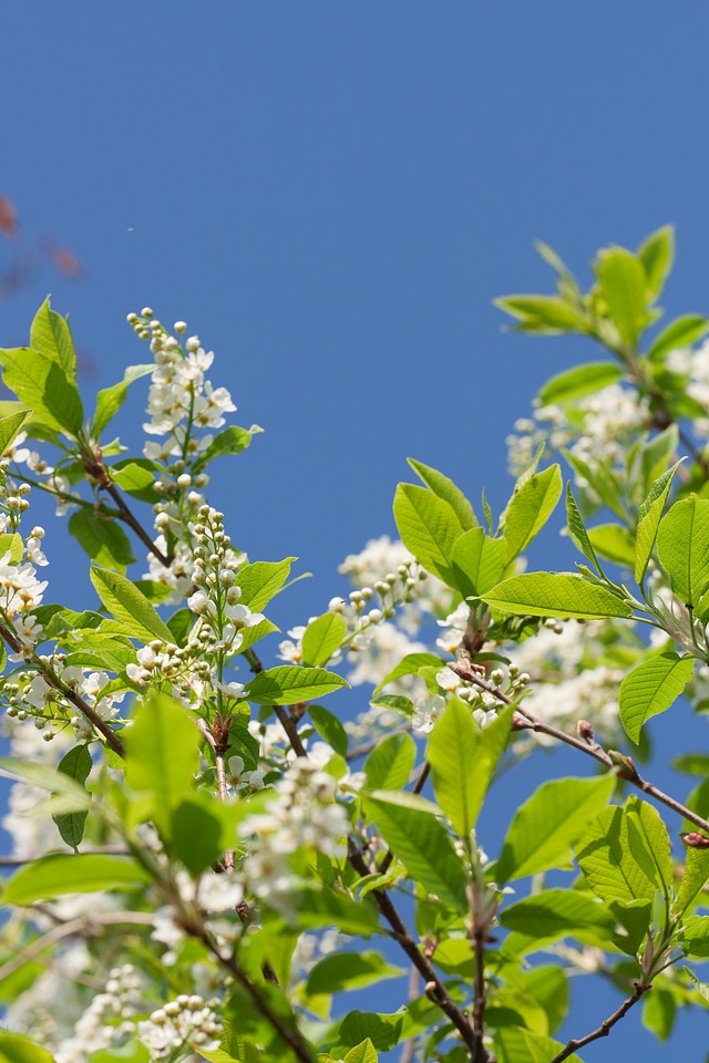 Spring flowers