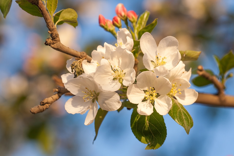 spring flowers