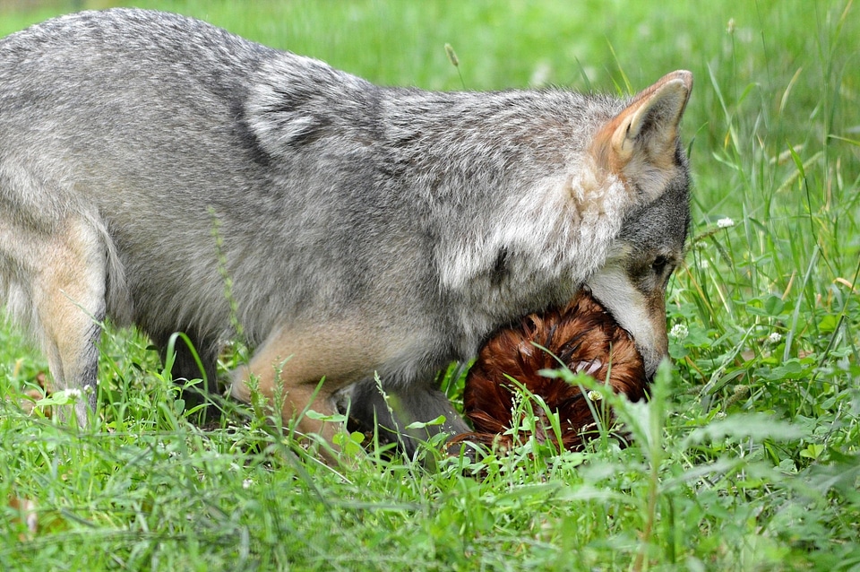 Canis animal wildlife