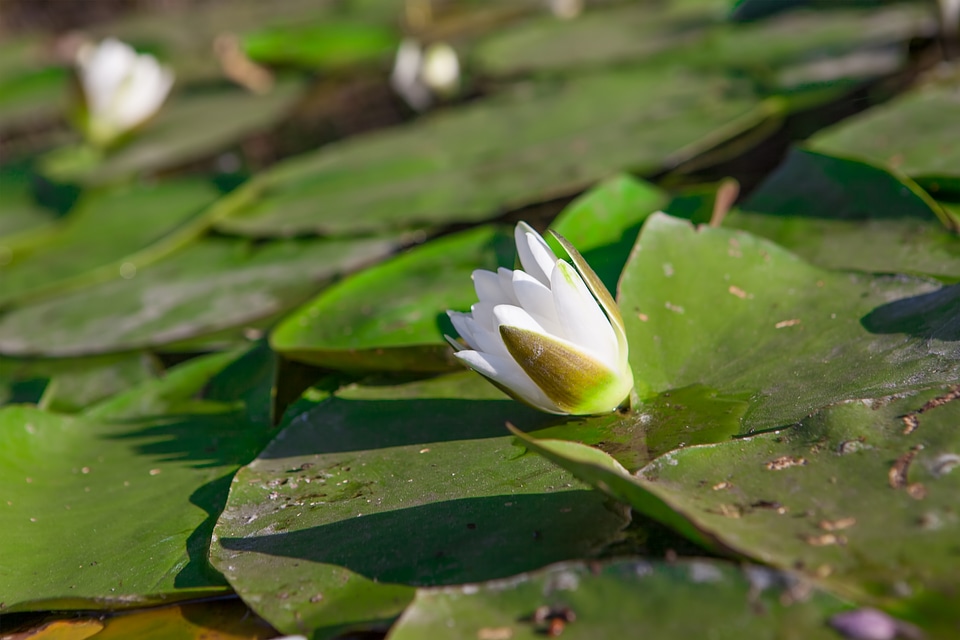 lily