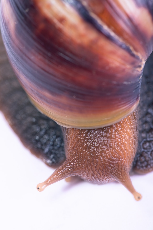 Snail photo