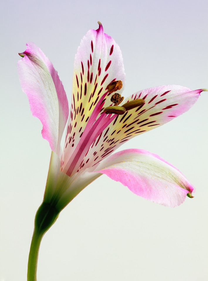 Flora nature blossom