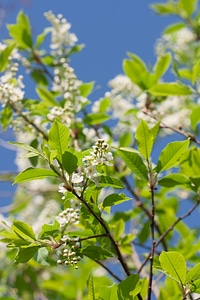 Blossoming tree photo