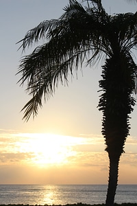 Palm tree tropic ocean photo