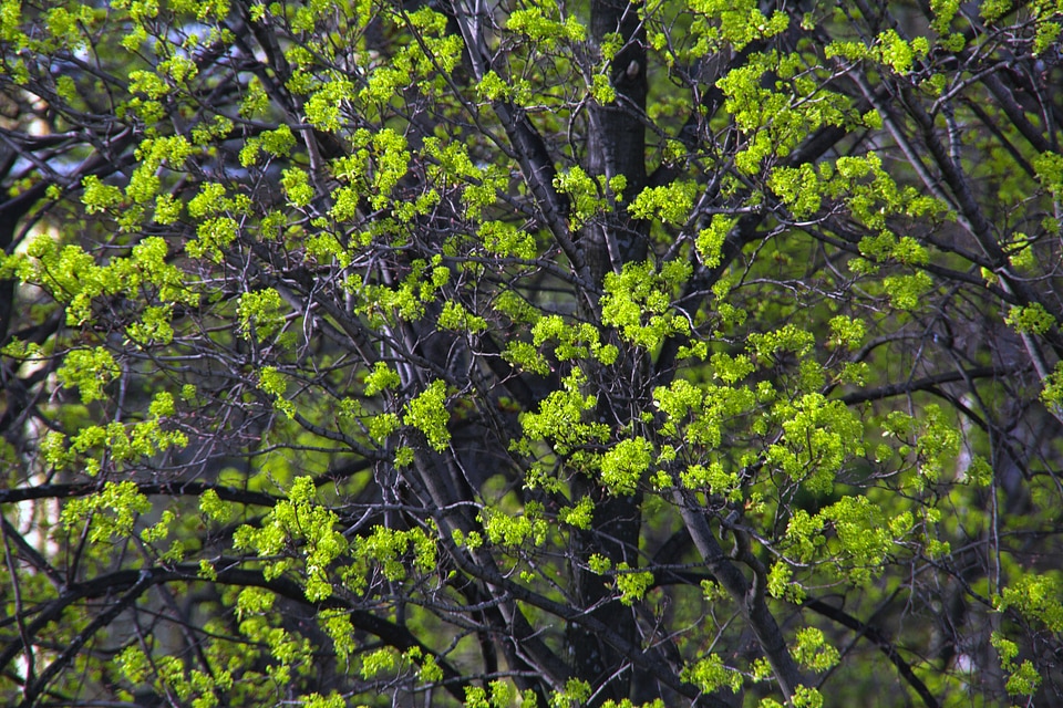 green spring leaves