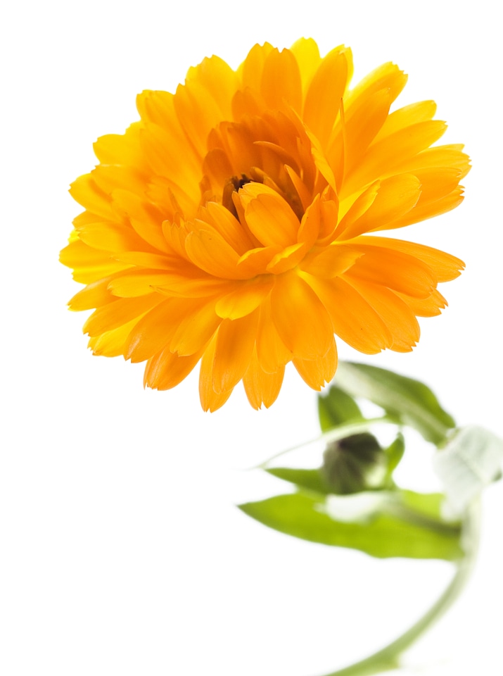 Yellow flower photo