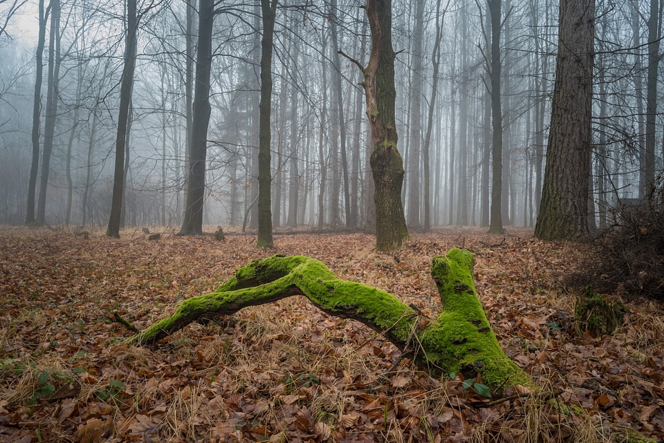 Winter fog leaves