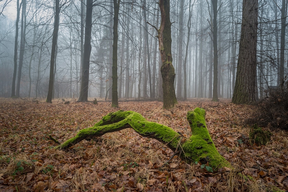 Winter fog leaves photo