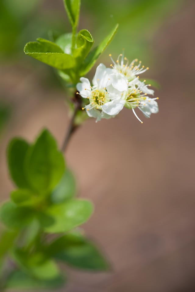 Spring flowers