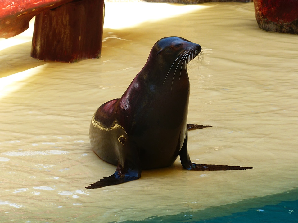 Robbe performing mammal