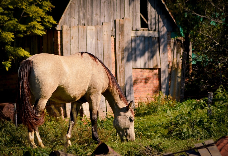 Barn mammal animal