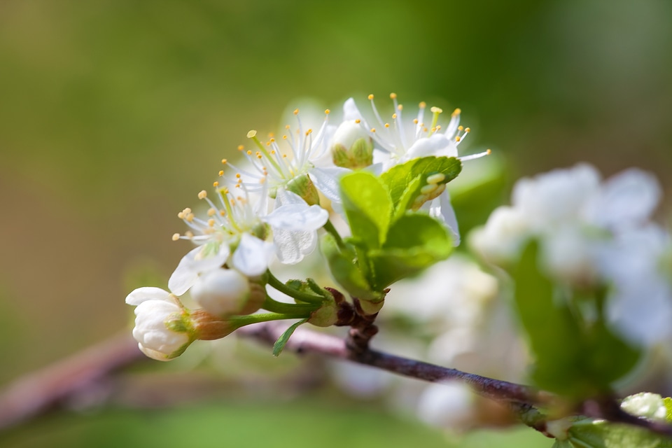 spring flowers