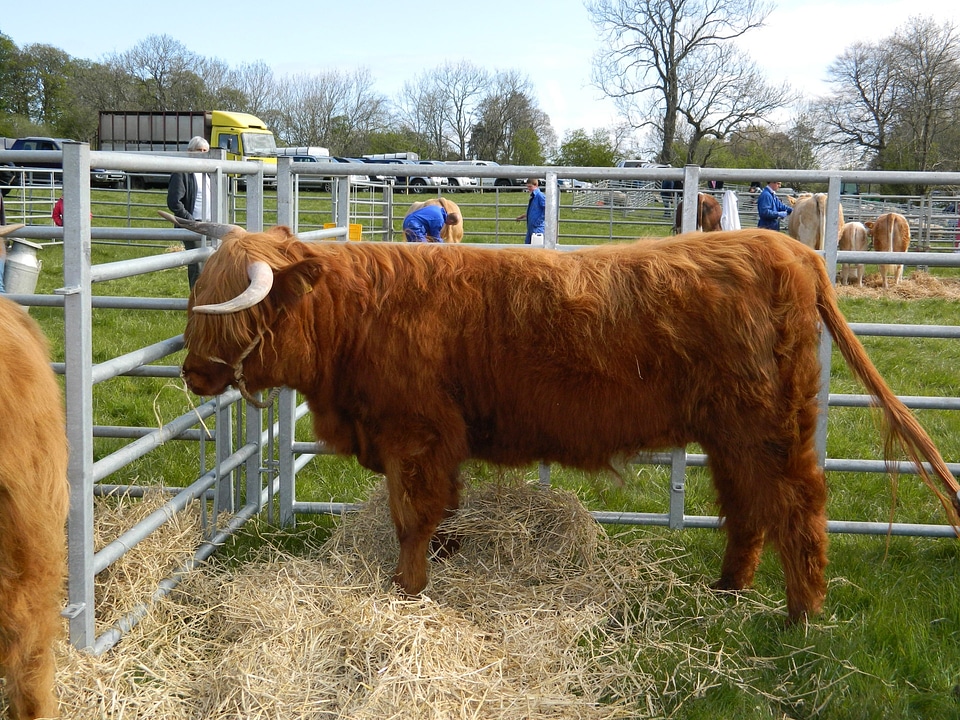 Bull show breeding