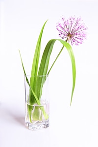 Flower in glass photo