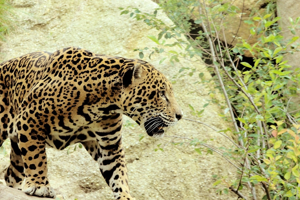 Prowl fur wild animal