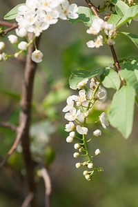 Flowers photo