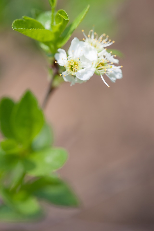 Flowers photo