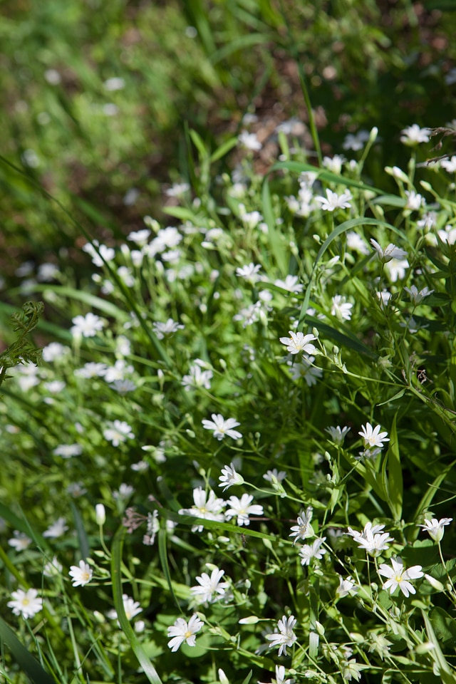 Flowers