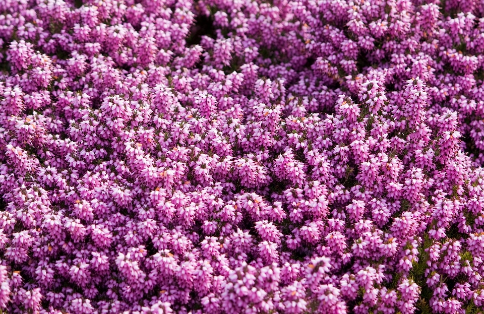 Flowery background nature