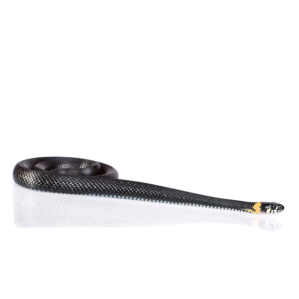 snake