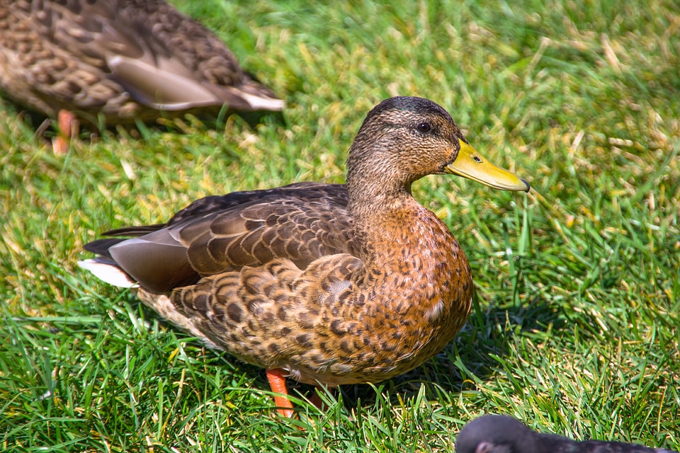 duck