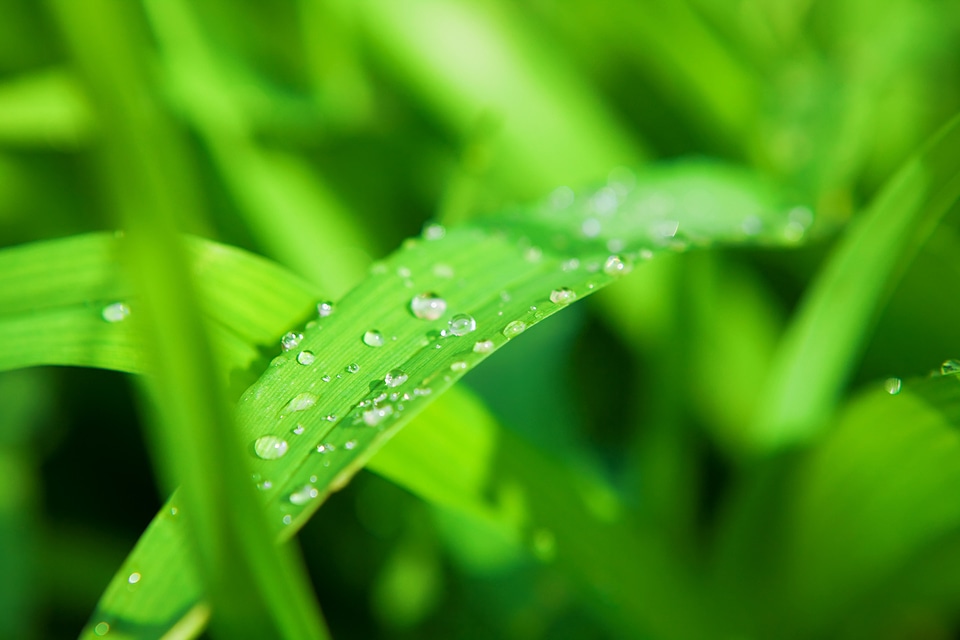 Spring green grass
