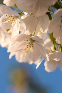 Flowers photo