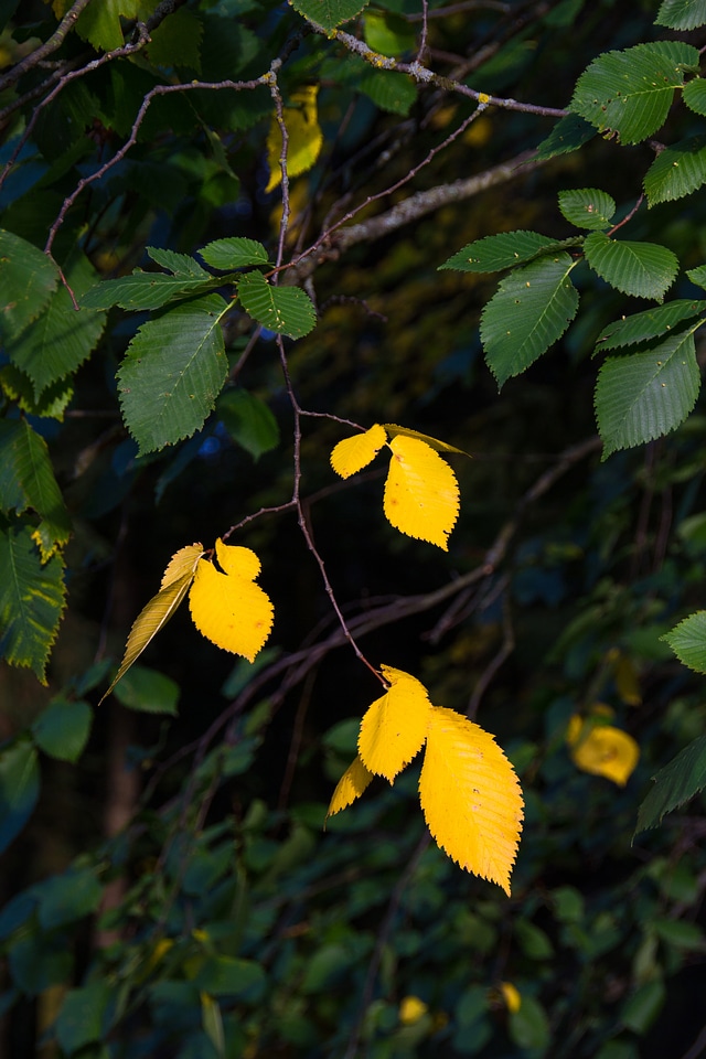 Autumn leaves