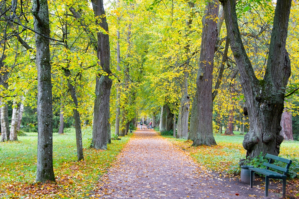 autumn park photo