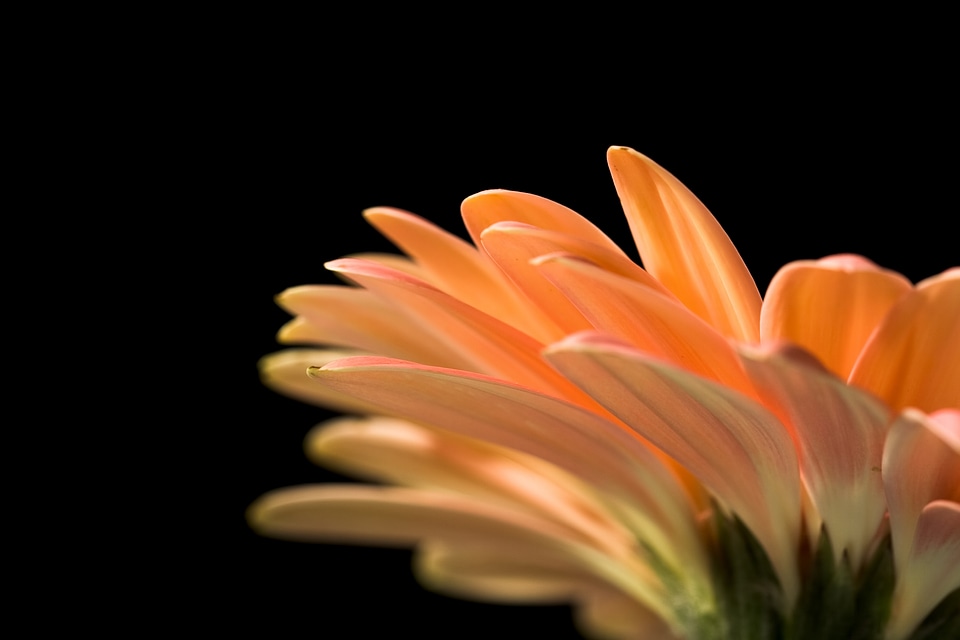 gerbera