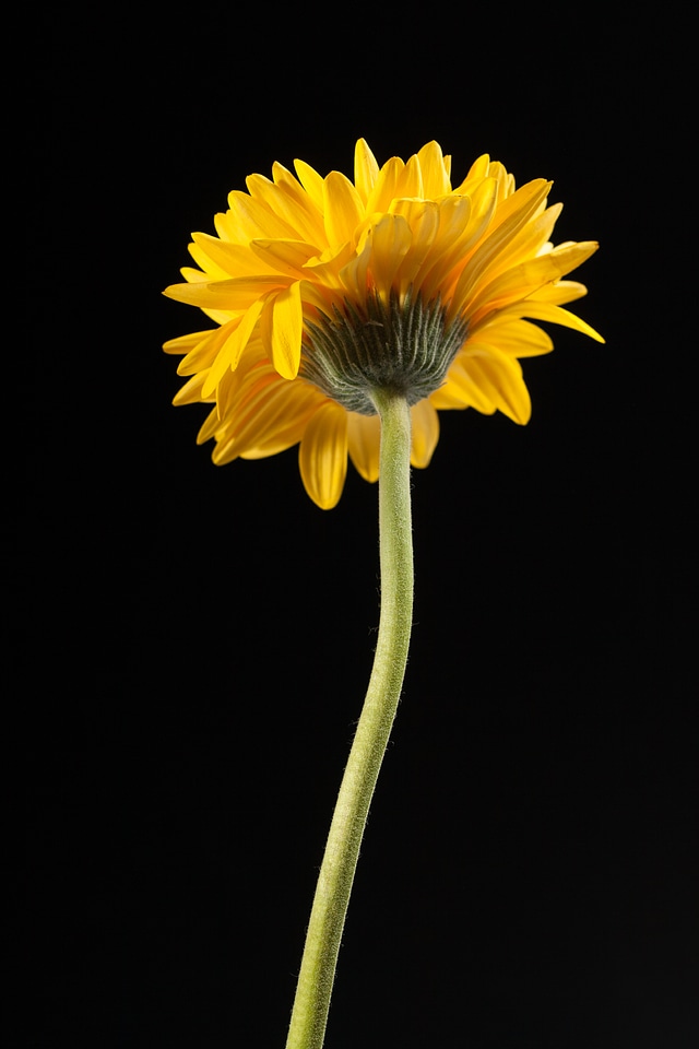 Gerbera