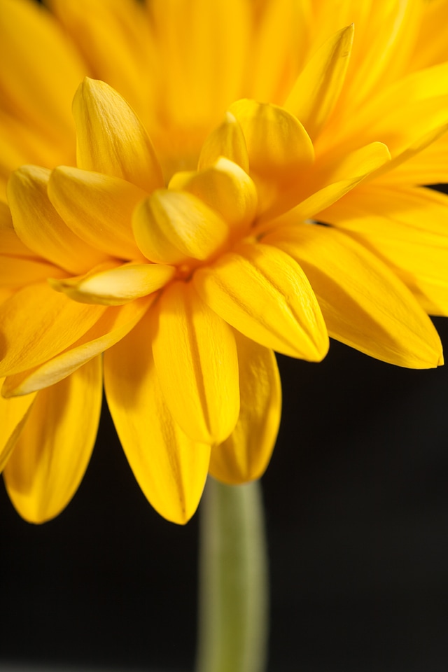 Gerbera